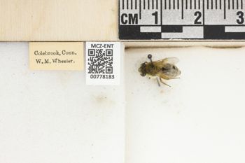 Media type: image;   Entomology 778183 Aspect: Labels